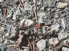 Ammophila heydeni