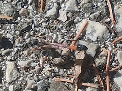 Ammophila heydeni