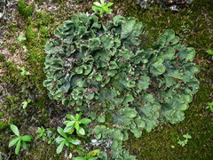 Peltigera leucophlebia