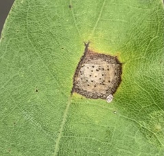 Taphrina caerulescens