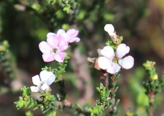 Euchaetis albertiniana