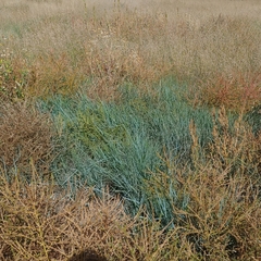 Elymus smithii