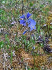 Polemonium acutiflorum