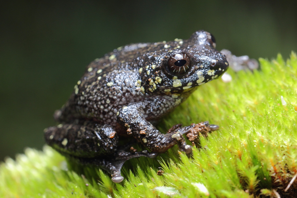 Cross-Backed Bush Frog