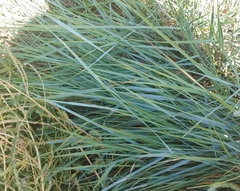 Elymus smithii
