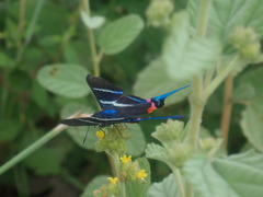 Rhetus arcius