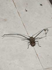 Acrocinus longimanus