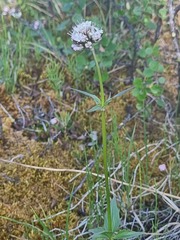 Valeriana capitata