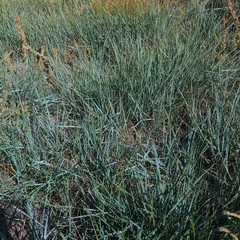 Elymus smithii