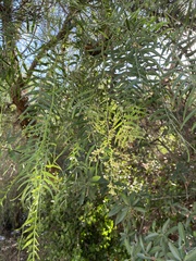 Schinus molle