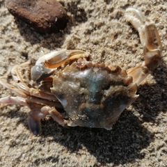 Liocarcinus vernalis