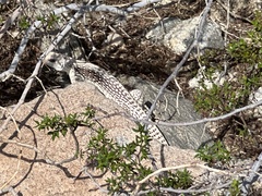 Dipsosaurus dorsalis