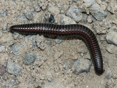 Ommatoiulus sabulosus