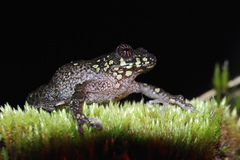 Cross-Backed Bush Frog photo 3