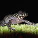 Raorchestes signatus - Photo (c) harshithjv, some rights reserved (CC BY-NC), uploaded by harshithjv