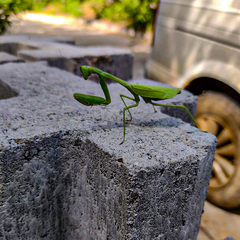 Stagmomantis limbata