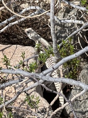 Dipsosaurus dorsalis