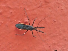 Zelus longipes