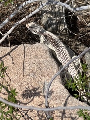 Dipsosaurus dorsalis