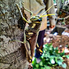 Schistocerca albolineata