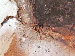 Gryllodes sigillatus