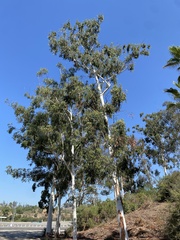Eucalyptus viminalis