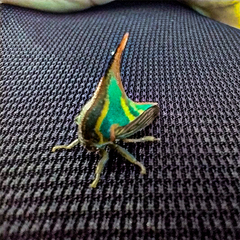 Umbonia