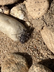 Cicindela tranquebarica