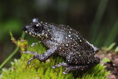 Cross-Backed Bush Frog photo 5
