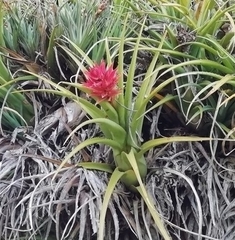 Aechmea recurvata