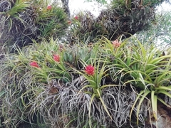 Aechmea recurvata