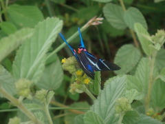 Rhetus arcius