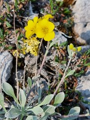 Physaria calderi
