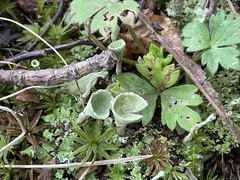 Cladonia fimbriata