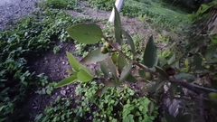 Karwinskia humboldtiana