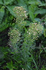 Erigeron floribundus