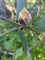 Karwinskia humboldtiana