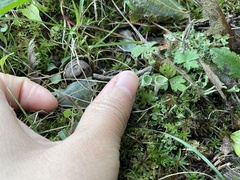 Cladonia fimbriata