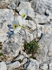 Papaver walpolei