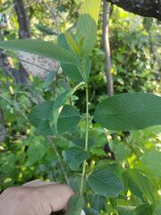 Karwinskia humboldtiana