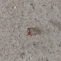 Tetramorium