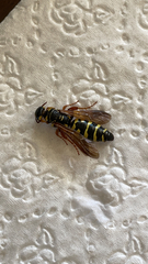 Myzinum quinquecinctum