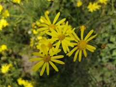 Senecio inaequidens
