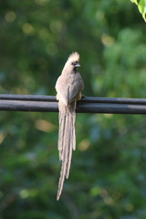 Colius striatus minor