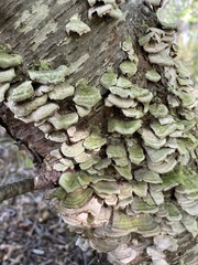 Cerrena unicolor