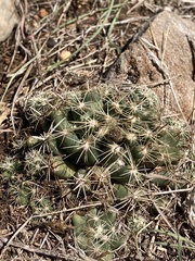 Coryphantha sulcata