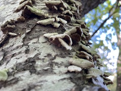Cerrena unicolor
