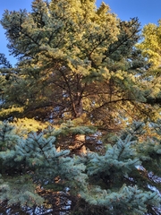 Picea pungens