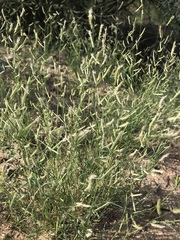 Bouteloua barbata