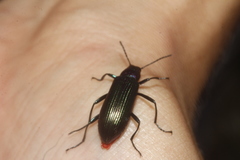 Strongylium auratum